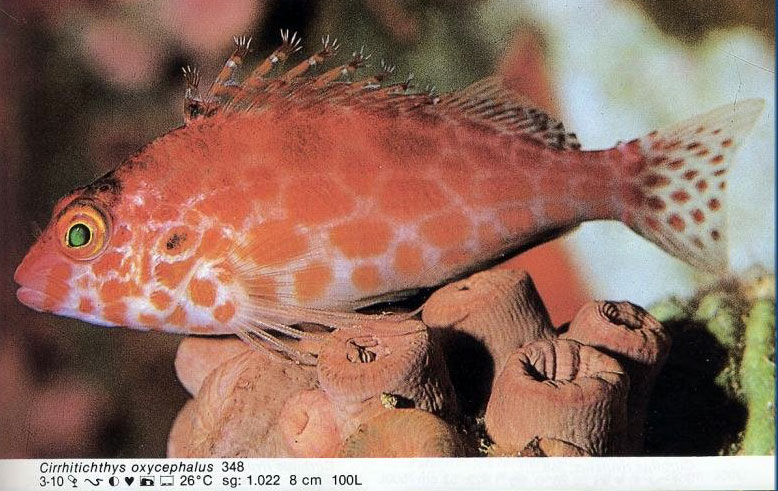 Cirrhitichthys oxycephalus